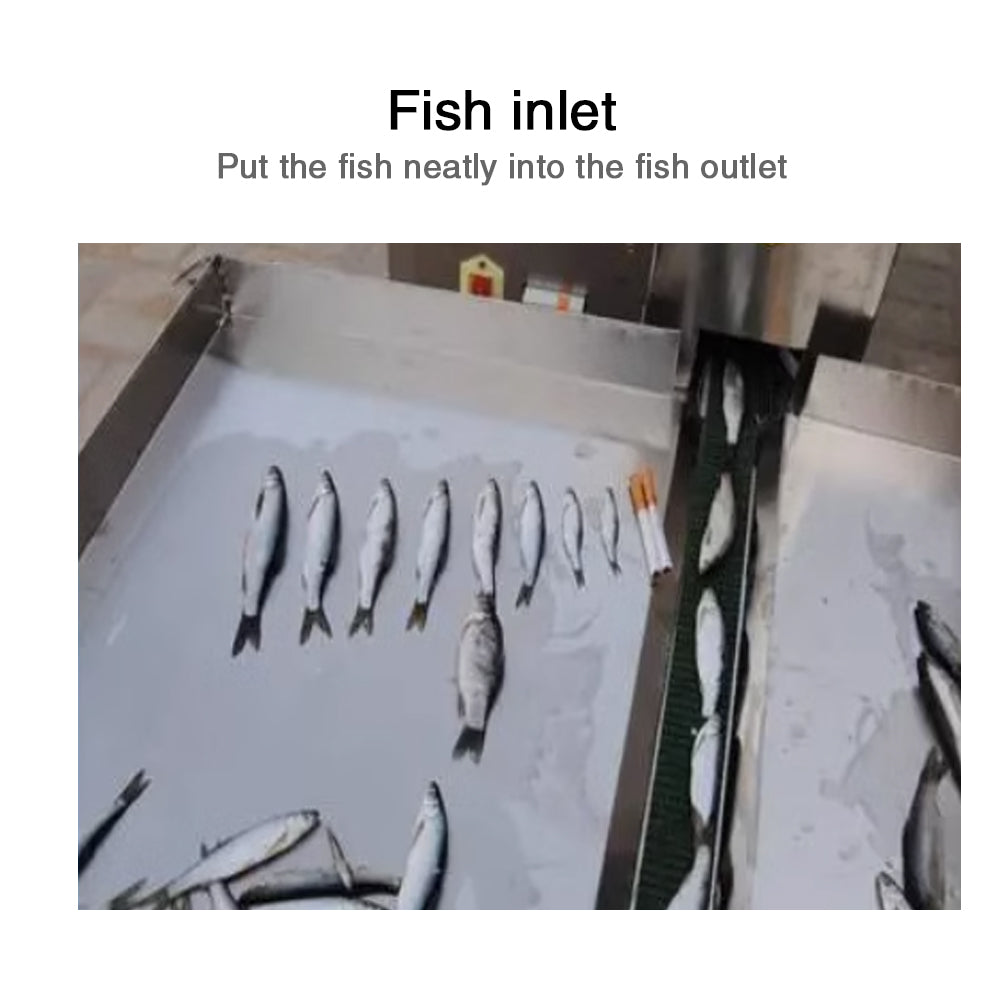 Commercial conveyor belt fish killing machine with open back and open belly