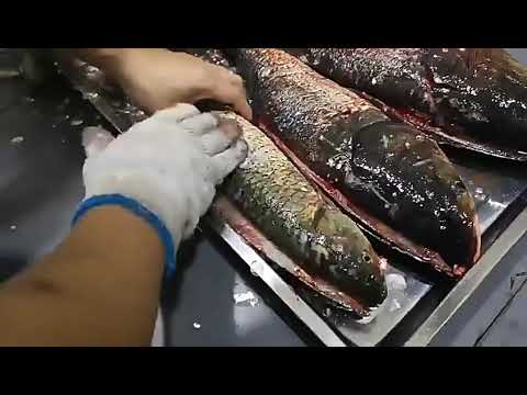 Automatic commercial fish killing machine with open belly and back