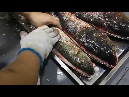 Automatic commercial fish killing machine with open belly and back
