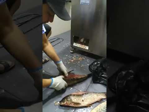 Automatic commercial fish killing machine – CECLE Machine
