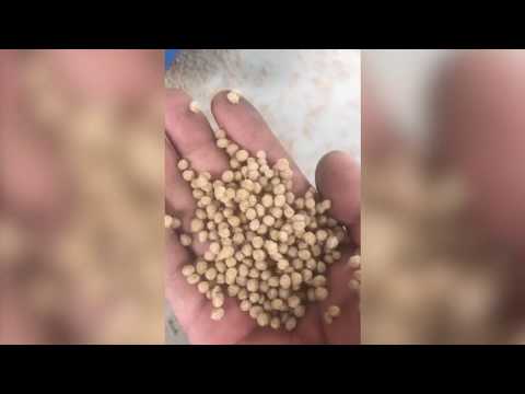 Grain Free Dry Wet Pet Poultry Fish Animal Feed Pellet Making Machine